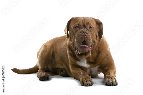 bordeaux dog  french mastiff isolated on white