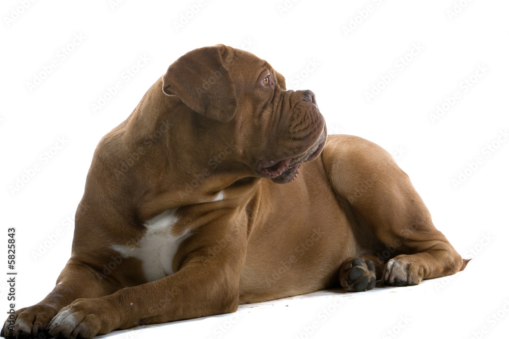 Obraz premium bordeaux dog, french mastiff isolated on white
