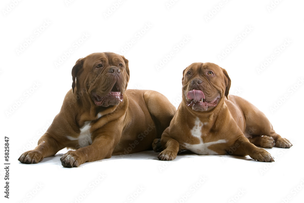bordeaux dogs, french mastiff