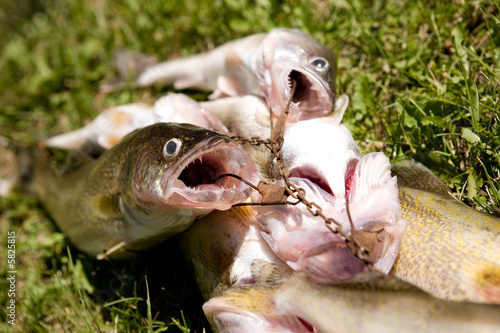 A group of freshly caught fish on grass photo