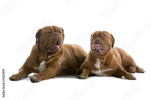 Fototapeta Naklejka Na Ścianę i Meble -  bordeaux dogs, french mastiff