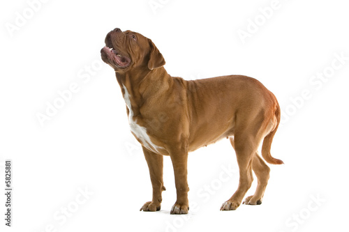 bordeaux dog, french mastiff