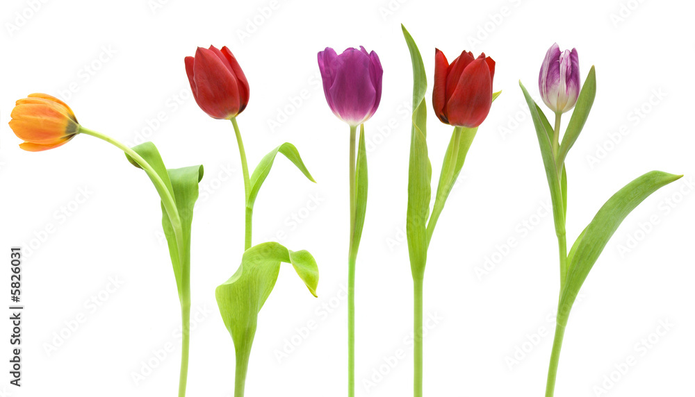 Row of pretty tulips isolated on white