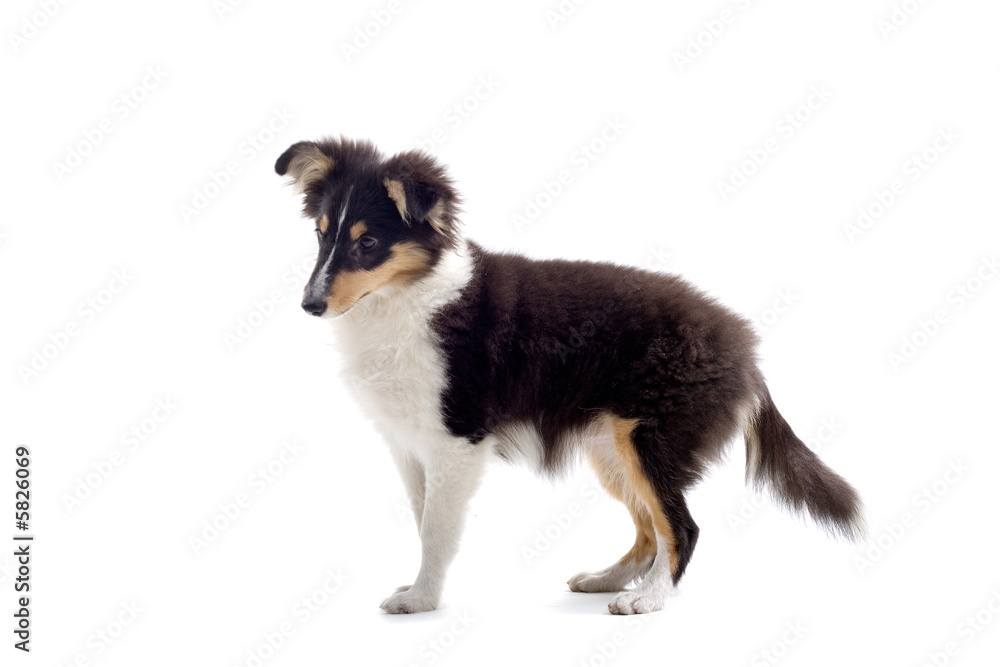 Fototapeta premium collie dog puppy isolated on white