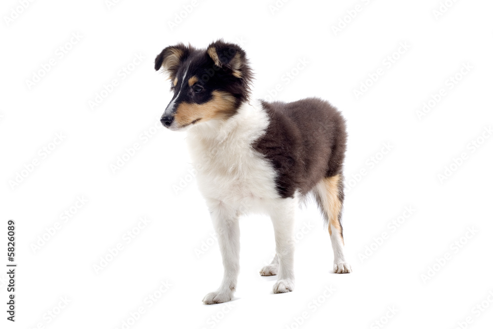 collie dog puppy isolated on white collie dog puppy isolated on white