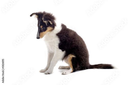 collie dog puppy isolated on white