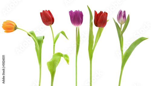 Row of pretty tulips isolated on white #5826031