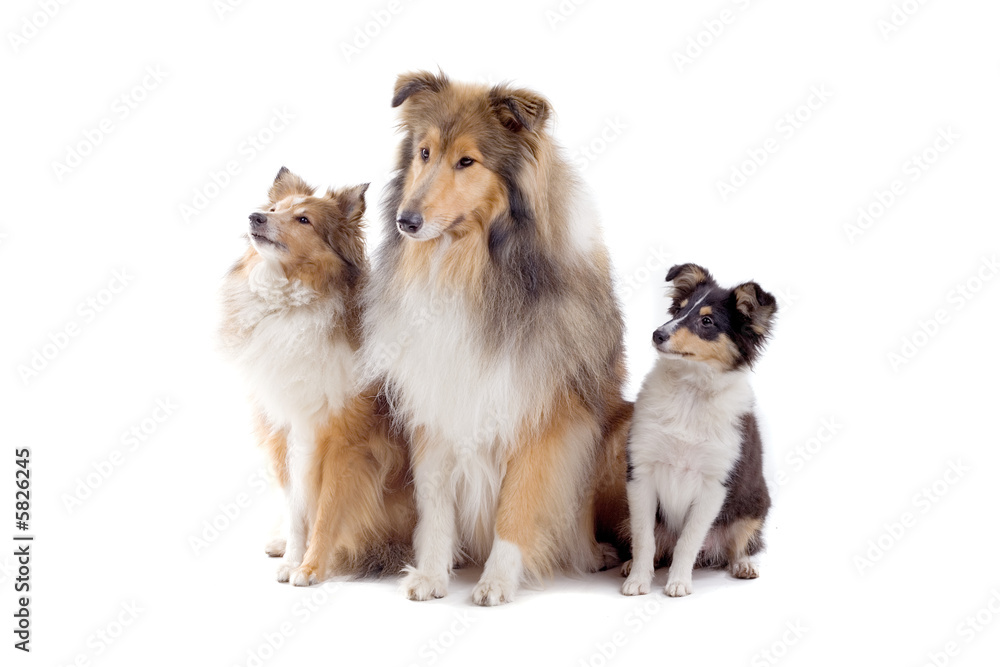 Obraz premium collie dogs isolated on white
