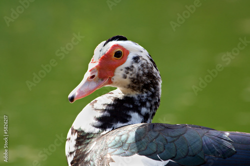 Duck Look