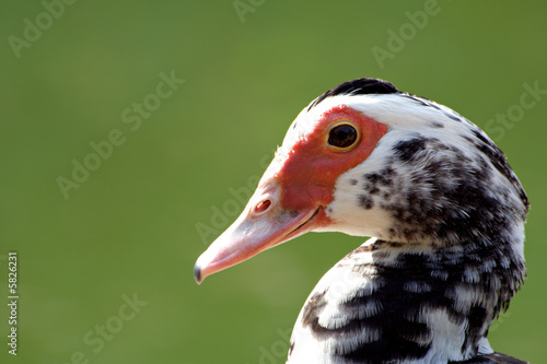 Duck Portrait