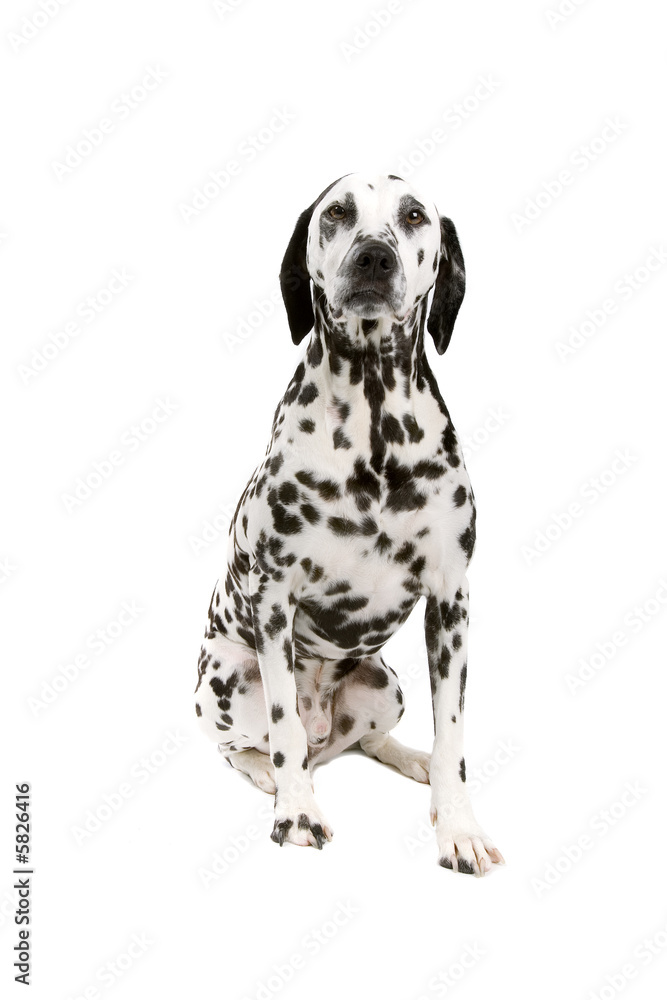 dalmatian dog  isolated on a white background