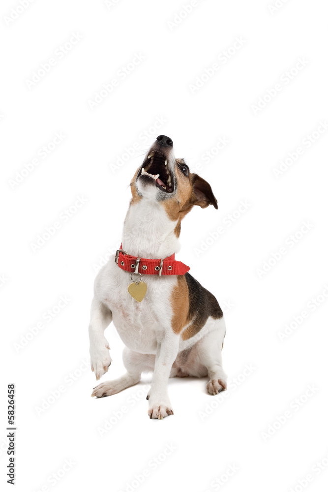 jack russel terrier dog isolated on a white background.