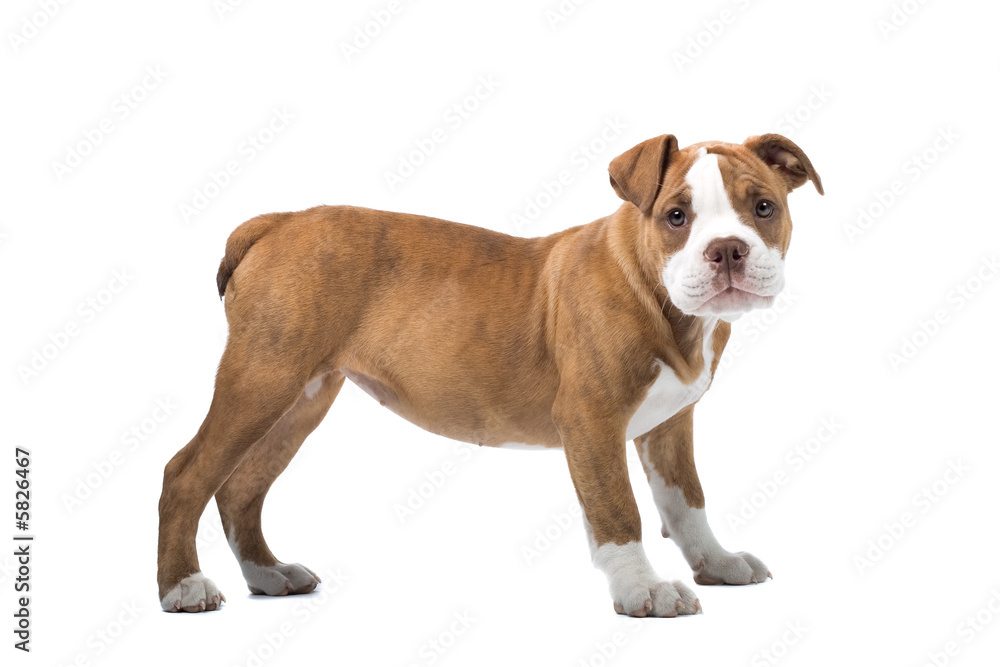 Renaissance Bulldog dog isolated on   white  