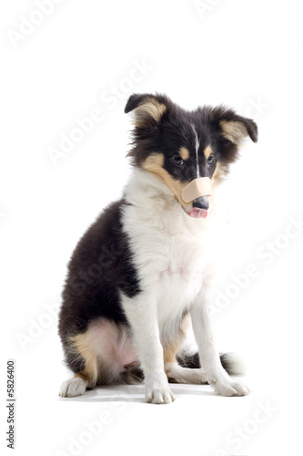 Fototapeta Naklejka Na Ścianę i Meble -  collie dog puppy isolated on white