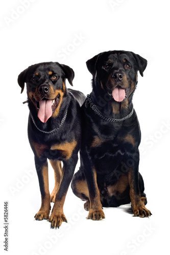 Fototapeta Naklejka Na Ścianę i Meble -  two rotweiler dogs