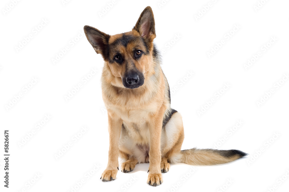 German Shepherd sitting down 