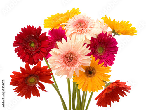 beautiful and colorful daisy flowers on white background