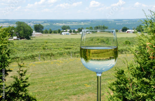 Vineyard in a Glass of Wine