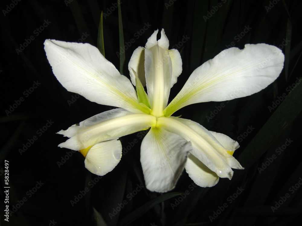 Obraz premium Giglio bianco