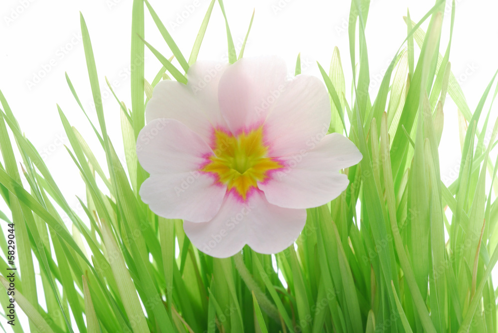 Fototapeta premium pink primula among green grass