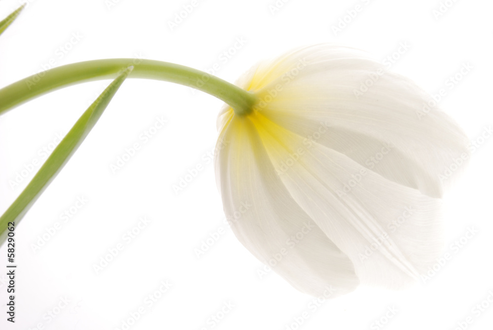 white tulip