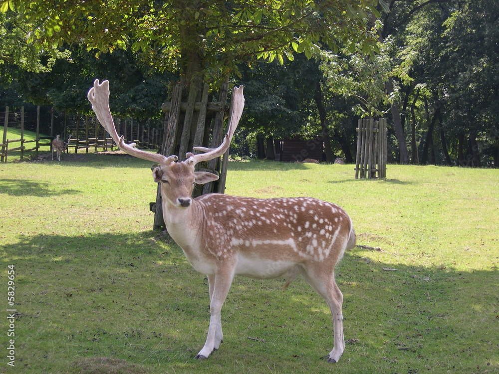 Naklejka premium Cervo in libertà