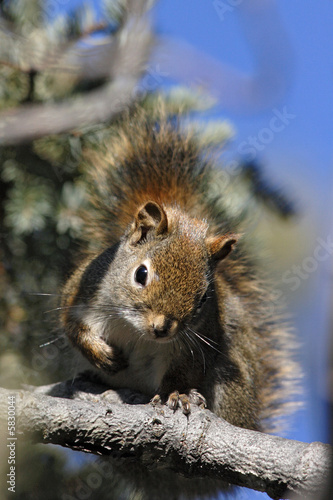 ECUREUIL ROUX - RED SQUIRREL .  sciurus vulgaris,.