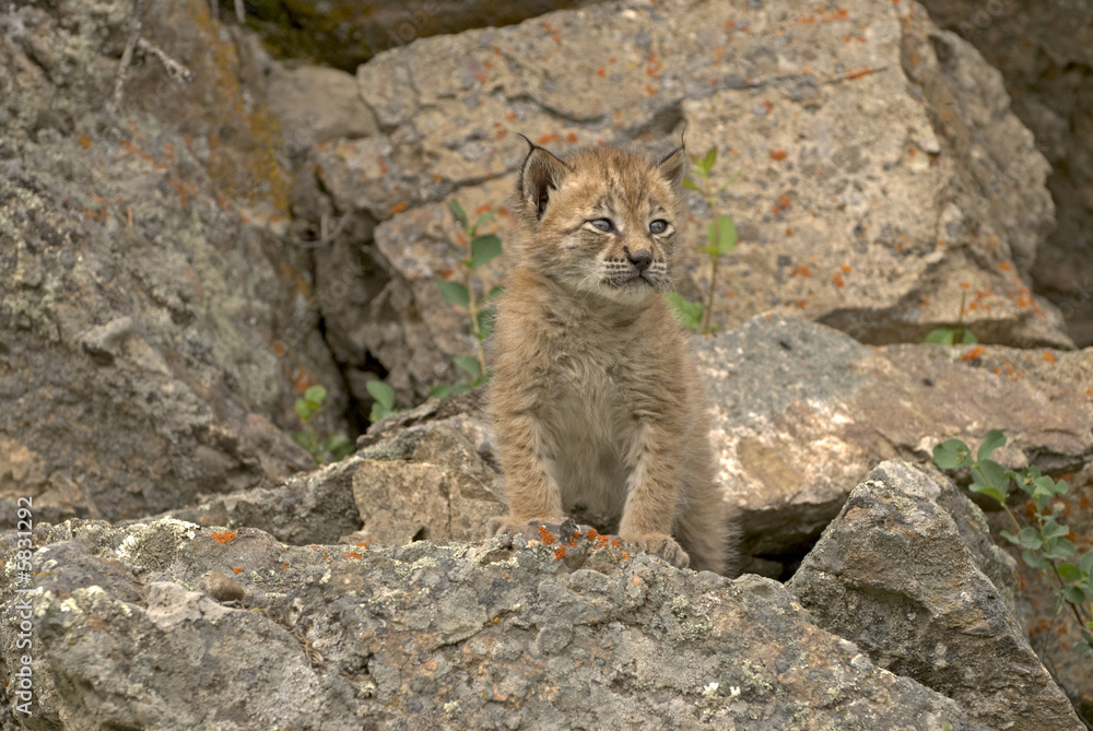 Obraz premium Baby lynx on rocky ledge. Distinctive ear tufts starting 