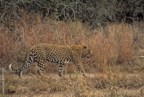 African leopard, mature male, patrolling his territory. 