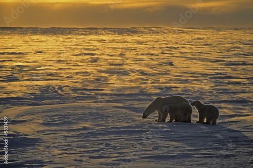 Polar bear and cubs on the Arctic tundra at sunset 