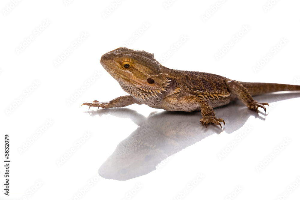 Fototapeta premium Bearded Dragon in front of a white background