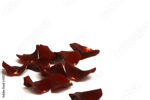 Rose petals on a white background. 