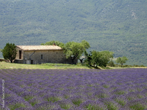 Lavender field II