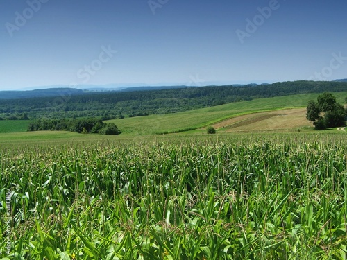 countryside landscape with corn field