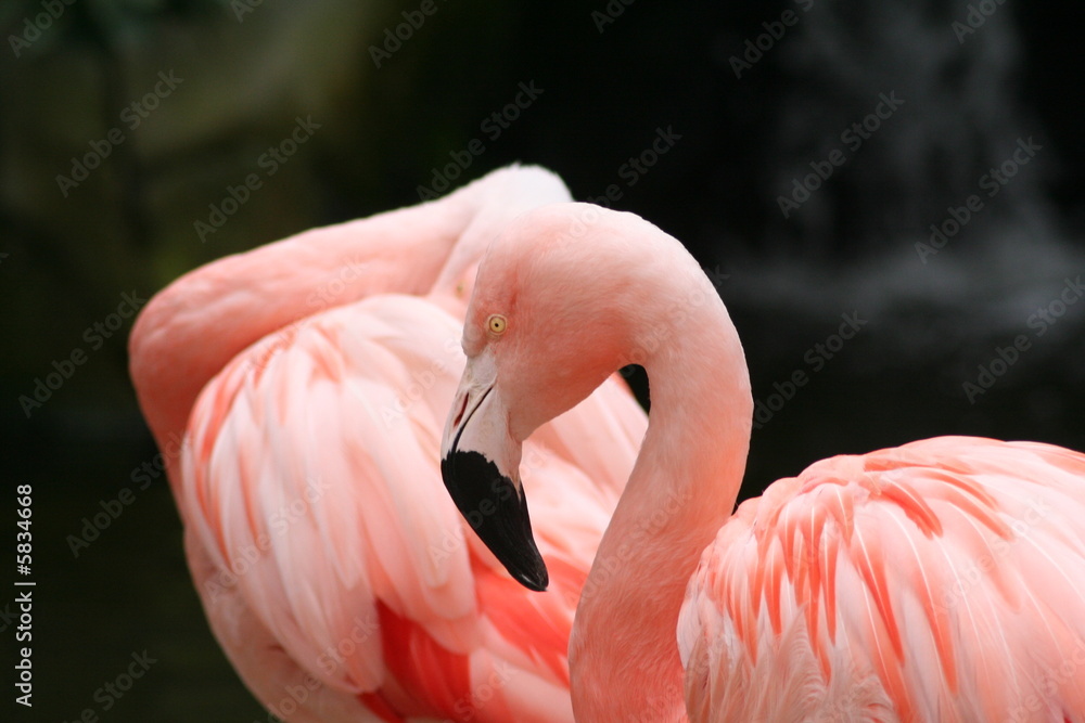 Naklejka premium flamants roses