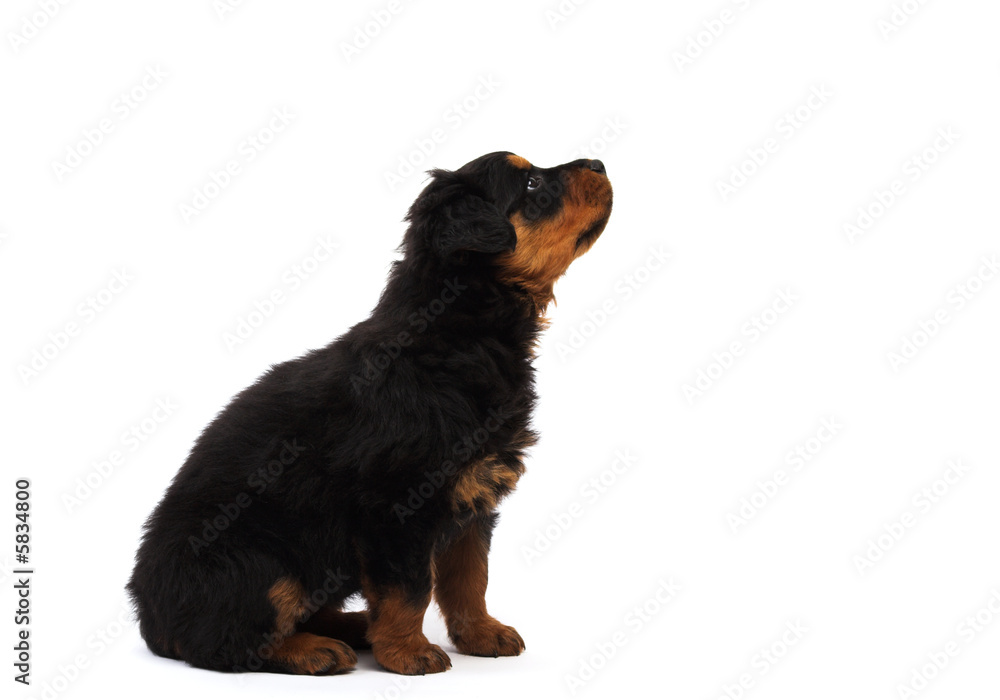 curious rottweiller pupyy studio isolated on white curious rottweiller pupyy studio isolated on white