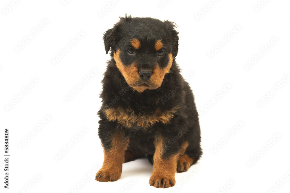 rottweiler puppy 