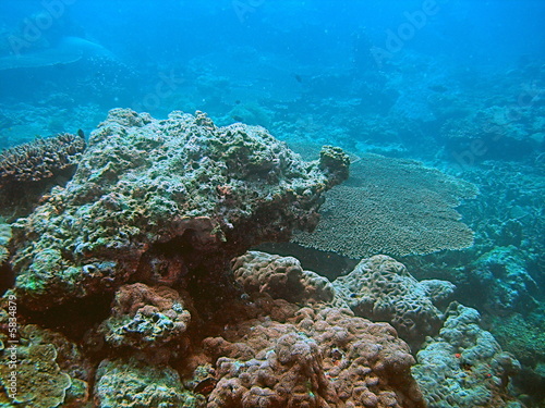 Tropische Unterwasserwelt Korallen-Riff