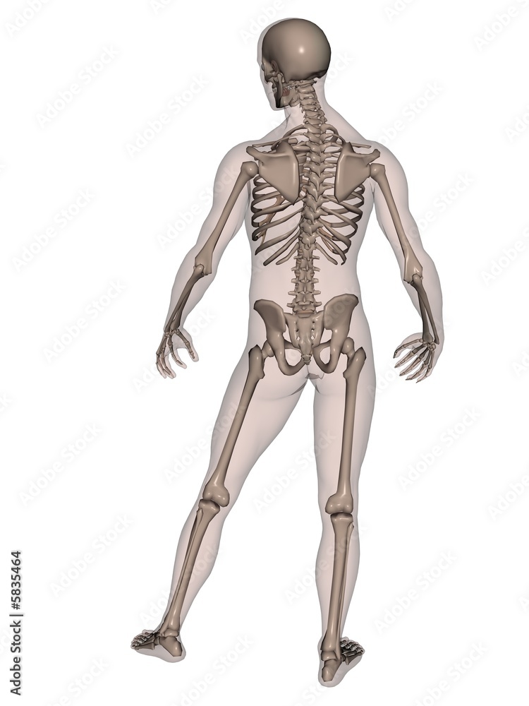 Human Male Skeleton (rear view)