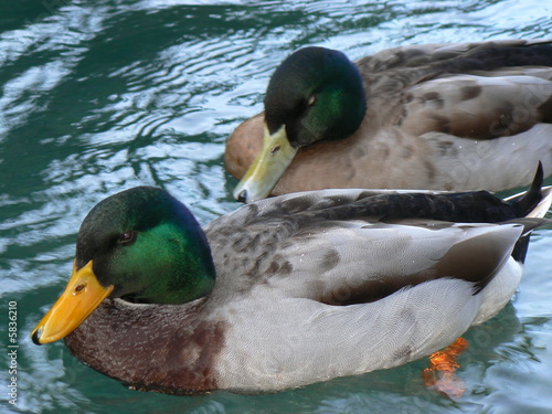 canard de vaucluse2