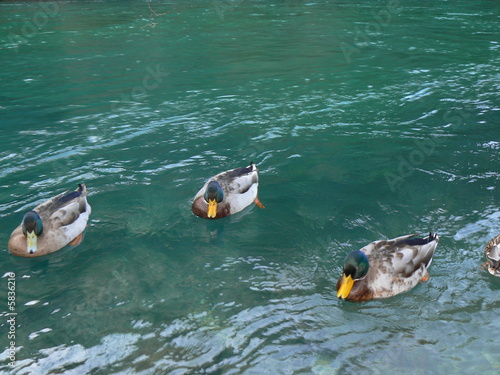 canard de vaucluse1 © cedricruffini