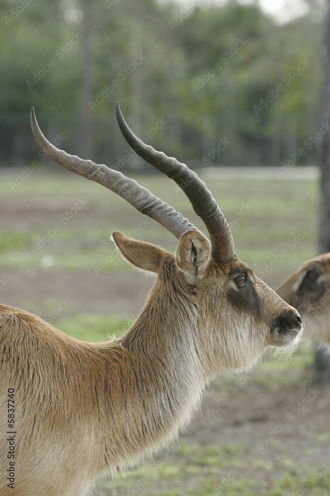 Fototapeta premium alert deer