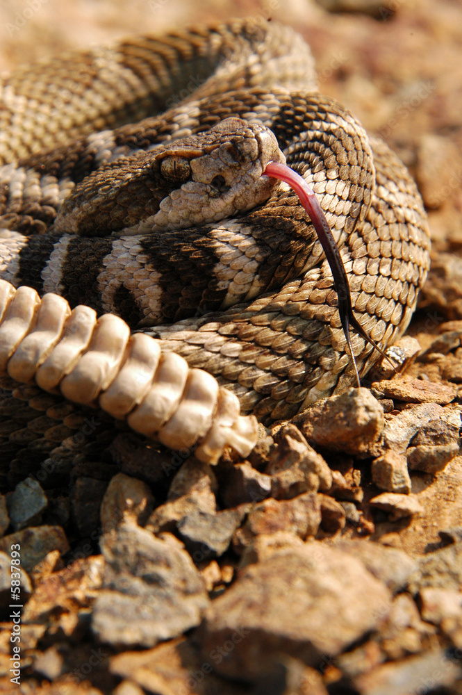 northern pacific rattlesnake