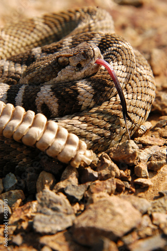 close-up of northern pacific rattlesnake tongue and rattle