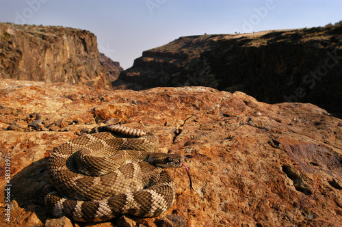 northern pacific rattlesnake in canyon ledge tongue out photo