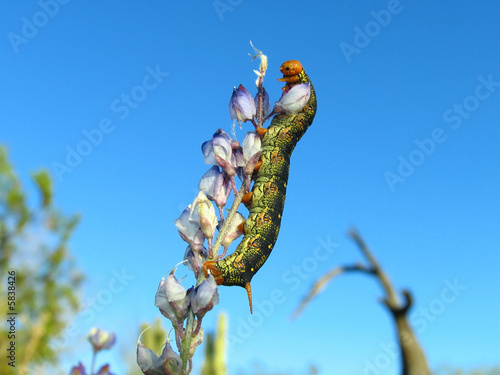 caterpillar