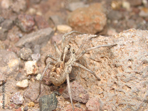 Wolf spider