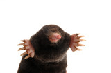townsends mole front view slight angle 