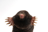 townsend's mole half body front view showing feet and claws