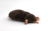 diagonal view of a townsend's mole on white background